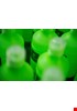 CK_120516_GreenDreamTeam_0071.jpg